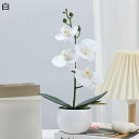 胡蝶蘭 ミニ 造花 枯れない花 造花インテリア 観葉植物 装飾花 花束 リアル かわいい 本物そっくり 花瓶 簡単世話いらず おしゃれ モダン 北欧 贈り物 プ...