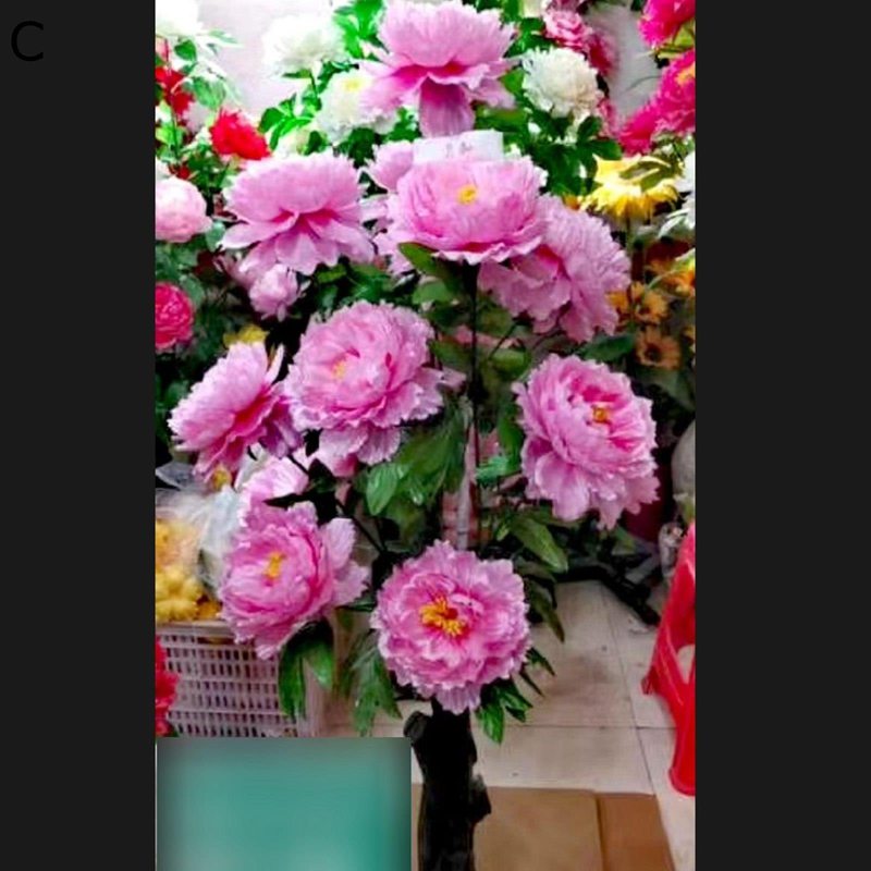 �ե��������꡼�� ��ð �ܤ��� �Х� ¤�֥����ӡ� ¤�֥��꡼�� �ե������� �ꥢ�� �͹����տ�ʪ ����ƥꥢ���꡼�� �緿 ��ʪ���ä��� �͹���ʪ���� ���ռ� ���������� �Ϥ�ʤ� ������ £��