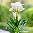 造花 枯れない花 鉢植え くんしらん 陶器鉢 造花インテリア 観葉植物 装飾花 リアル 本物そっくり 人工造花 人工植物装飾 水やり不要 北欧風 ins おしゃ...