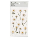 Pressed Flower Stickers /押し花 ステッカー【マーガレット】