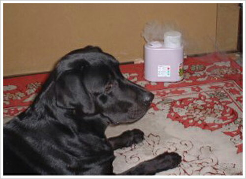 バイオリーダーB15 原液有色 生ごみ・厨房・汚物・浄化槽の消臭に最適!(4リッター)