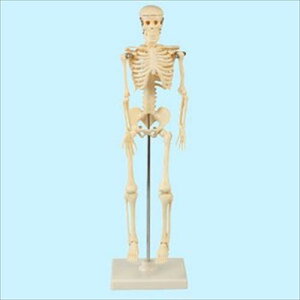 人体骨格模型 42cmアーテック 実験キット 自由研究 /生物/夏休み/小学生/自然観察