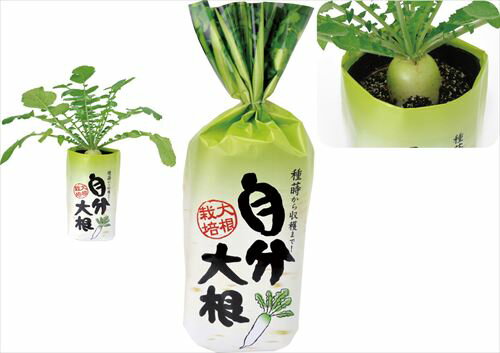 自分大根アーテック/家庭菜園/栽培実験/生物 自分大根アーテック/家庭菜園/栽培実験/生物