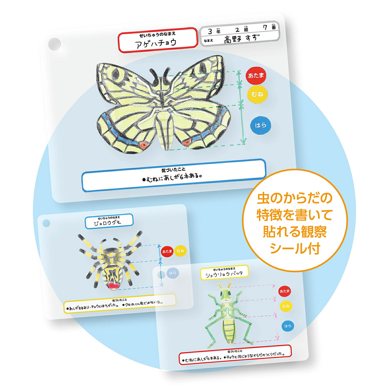 昆虫観察図鑑づくり　(メール便) 　昆虫観察 図鑑づくり 観察ノート 生き物 記録 ...