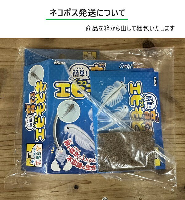 簡単!育てるエビモドキ(4個までネコポス可)ア...の紹介画像3