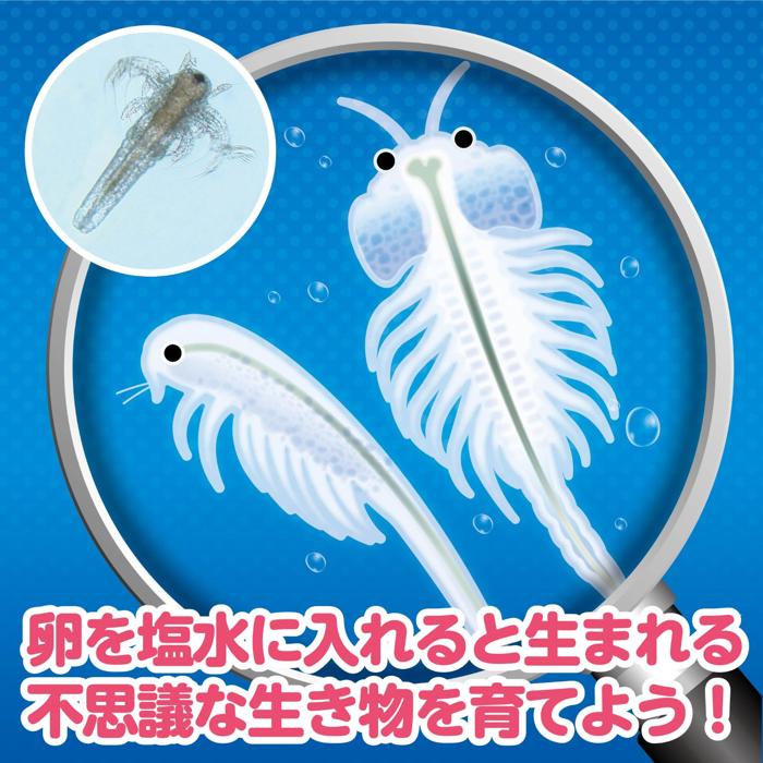 簡単!育てるエビモドキ(4個までネコポス可)ア...の紹介画像2