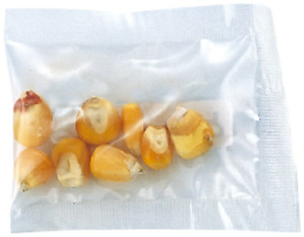 野菜の種 とうもろこし 約8粒 (ネコポス可) アーテック 家庭菜園 栽培 トウモロコ...