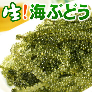 生!海ぶどう50g パック入り (常温発送!冷蔵品と同梱不可)