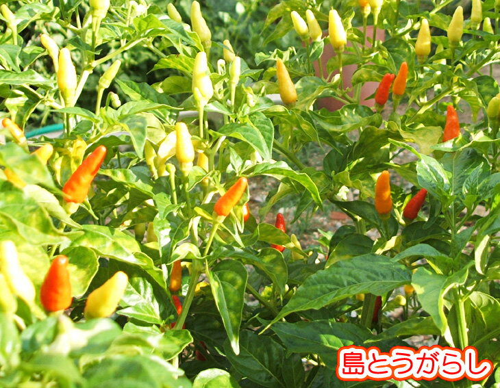 ���컺 ��Ȥ����餷�ʥ��Х�����35g