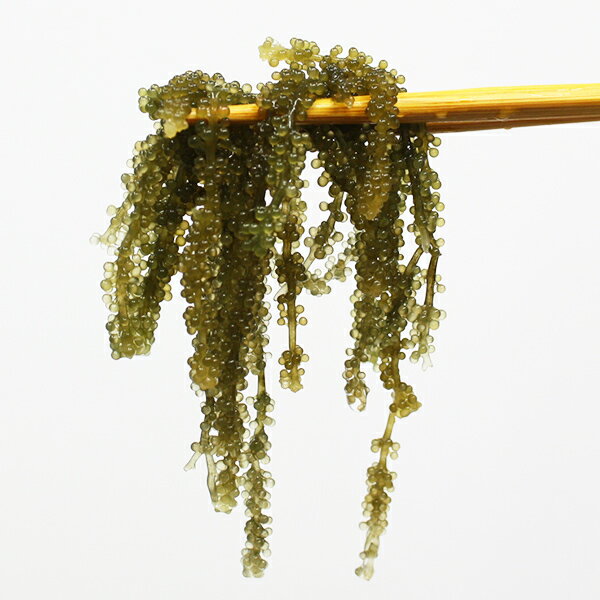 塩水入り 海ぶどう 32g （平良商店）