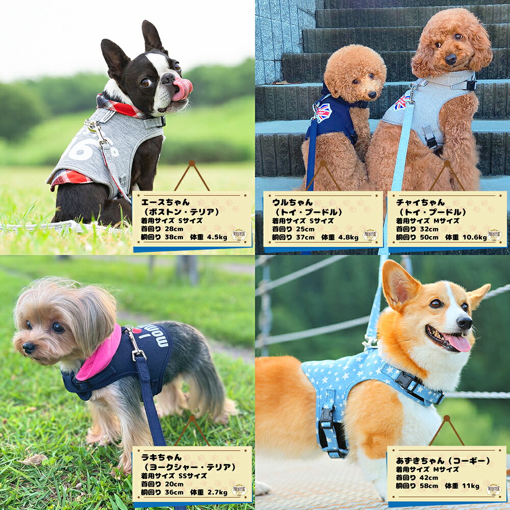 名入れ ハーネス 犬 小型犬 犬服一体型 【ONAMAE ライトスター】名前入り 迷子・防災対策 ソフティウェア 中型犬 超小型犬 簡単装着 負担が少ない マジックテープ 名入 おしゃれ かわいい かっこいい チワワ トイプードル ダックス ポメラニアン 犬服 散歩 カワノ産業 kengu-labo-10000137 犬具LABO サンプル画像2