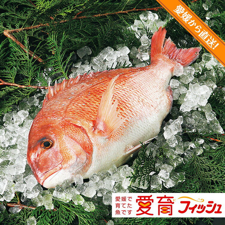 愛媛県宇和島産養殖真鯛ラウンド（原魚約1.5〜2.0kg）1尾分／f02マダイ　尾頭付　祝い鯛　お食い初め　..