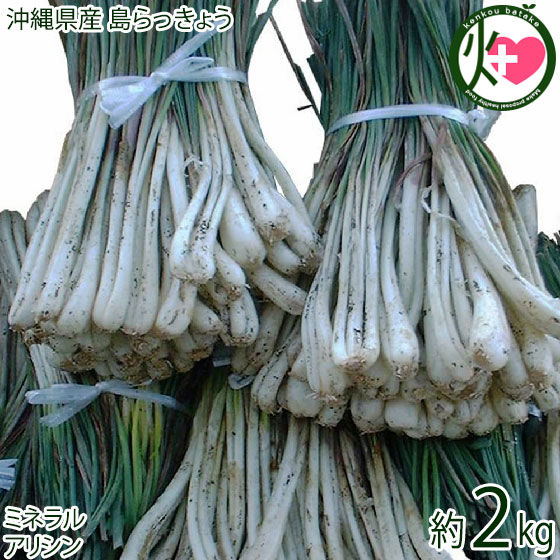 【名称】野菜 【内容量】約2kg 【賞味期限】常温のまま保存されると10日。 冷蔵保存すると約1ヶ月。※収穫期以外にご購入の際は、冷蔵庫にて保存ください 【原材料】沖縄県産島らっきょう 【保存方法】新聞紙にくるんで、冷蔵庫の野菜室で。 常温保存すると葉の方が成長し枯れてしまいますが、根は美味しくいただけます。 【お召上がり方】浅漬けや天ぷら、チャンプルの具材に。 ピザに乗せたり、刻んで、ドレッシングの具材にも。【販売者】株式会社オリーブガーデン（沖縄県国頭郡恩納村） メーカー名 琉宮青果 原産国名 日本 産地直送 沖縄県 商品説明 沖縄の島らっきょうの収穫時期は、12月から6月頃までです。収穫が終わっている7月以降は、冷蔵保管しているものを出荷させていただきます。上の葉っぱ部分が枯れているものになりますが、島らっきょう自体の味は変わりません。沖縄の人気野菜『島らっきょう』は、香りが強いのが特徴です。浅漬けや天ぷらにするととても美味しいらっきょうです。浅漬けにするとコリコリ、天ぷらにするとホクホク。チャンプルにすれば、おかずにもお酒のおつまみにも 安全上のお知らせ 農作物ですので天候等により収穫ができない場合もあり出荷が遅れる場合もございます。ご了承ください。 ※出荷時は、記載重量以上はあるのですが、配送中に蒸散して、重量が減る場合が、有ります。ご理解くださいませ宅急便：冷蔵着日指定：×不可 ギフト：×不可 ※重要なお知らせ：※収穫・発送準備ができ次第出荷させていただきます。生育具合によりお時間がかかる場合もございます。必ず一度目の配達でお受け取りいただけるようお願いします。 不在の恐れがある場合は、送り状お問合せ番号を最寄りの営業所にご連絡の上、 在宅時間をお伝え下さいますようお願いいたします。 生鮮食品・青果は、商品特性上保管期間を過ぎると処分になる場合がございます。 保管期間中の品質については、保証できかねます。 ※産地直送品につき、出荷後商品の返品・交換はお受けできません。※生産者より産地直送のため、他商品と同梱できません。※納品書・領収書は同梱できません。　領収書発行は注文履歴ページから行えます。 こちらの商品は一部地域が配送不可となります。 配送不可 離島 ※「配送不可」地域へのご注文はキャンセルとなります。