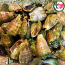 ワクトフーズ 高知県産 マガキガイ 1kg チャンバラ貝