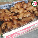 高知県産 囲生姜 1kg×1箱