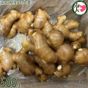 高知県産 囲生姜 500g×1箱