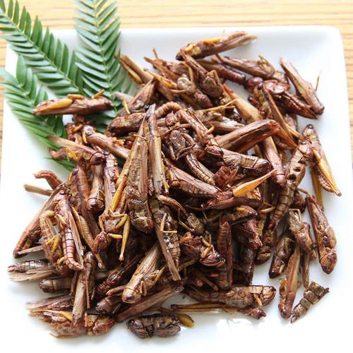 昆虫食 グラスホッパー Grasshoppers TIU0002(15g)【JRユニークフーズ (JR UNIQUE FOODS)】