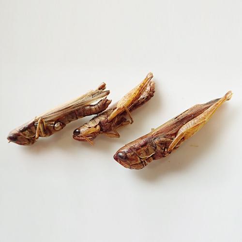 昆虫食 グラスホッパー Grasshoppers TIU0002(15g)【JRユニークフーズ (JR UNIQUE FOODS)】