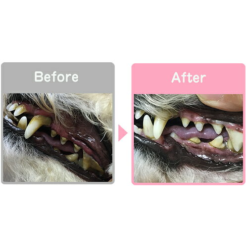 スカローデンタルジェル 無香料 40g x3個(ペット用歯磨きジェル ホタテ 貝殻 犬猫兼用 歯みがき デンタルケア 獣医師推奨 腸内環境)