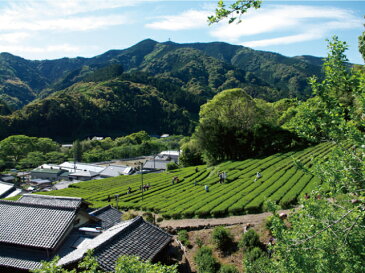 赤ちゃん緑茶 完全無農薬・有機栽培 葉っピイ向島園 2g × 20包【1通(3袋まで)あたり220円】