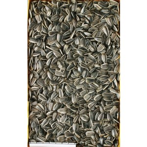 マルカン リス・ハムスターが大好きな 大粒 ひまわりの種 200g[MR-570]