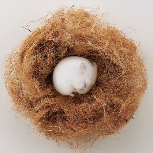 マルカン ハムちゃんの寝床作るんで巣 40g ...の紹介画像3