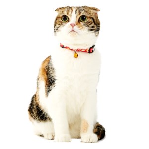 ◇ペティオ Anycat(エニーキャット) セーフティー カラー おさかな レッド [猫用首輪]