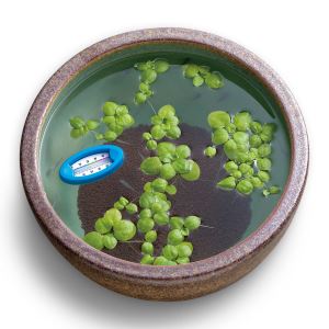 [�᡼����3�Ĥޤ�]�����ɡ� �������ڥå� �⤫�٤�岹��