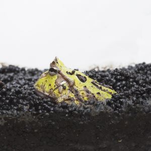 ペット健康便の◇スドー ハープクラフト フロッグソイル 2.5kg｜アングル2
