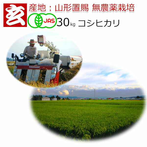 無農薬 玄米 30kg 送料無料 JAS有機認証 コシヒカリ 農薬不使用 山形県産 置賜地区限定産年：令和6年 生産者：小林 亮隣接する田んぼも 除草剤 農薬など流れ込まないか検査員が抜打ち検査します