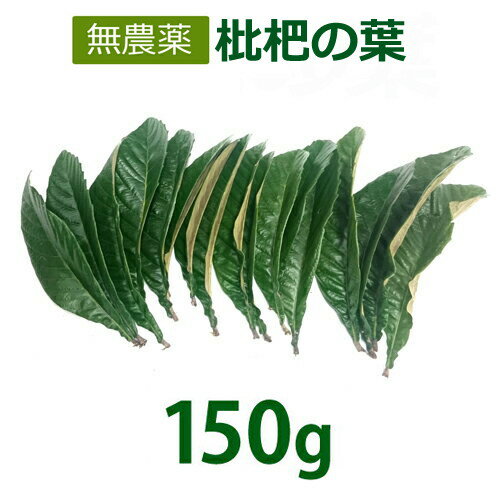 無農薬 枇杷の葉（びわの葉）150g（枇杷の生葉　約15枚）【長崎・大分県産】 枇杷葉毎週2回入荷  ...