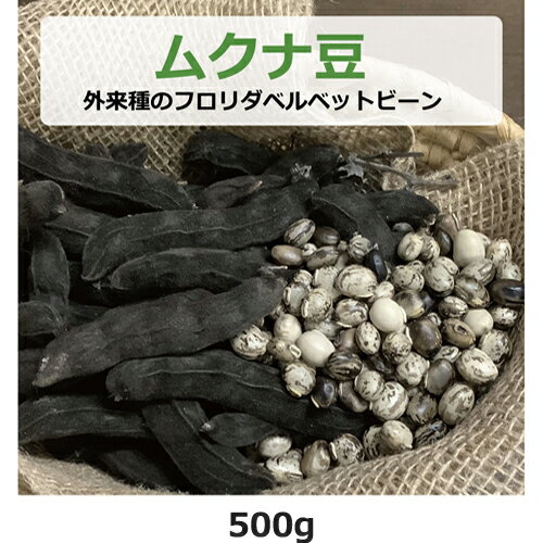 ムクナ豆(外来種のフロリダベルベットビーン) 500g 【ゆうパケット送料無料】 【健康サポート農園】無農薬・無化学肥料・無除草剤 自社農園 大阪産 ムクナ Mucuna FLV むくな豆 ドーパミン Lドーパ l-dopa レボドパ 国産