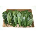 無農薬 枇杷の葉(びわの葉)450g(枇杷の生葉45枚〜60枚)【長崎・大分県産】 枇杷葉毎週2回入荷 ※送料無料(一部地域を除く)※除草剤不使用 ※同梱不可