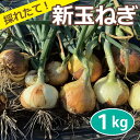 農薬・化学肥料・除草剤不使用 玉ねぎ(1kg) サイズ混合 採れたて 直送 極早生 早採れ 新玉葱 新たまねぎ たまねぎ 玉ネギ 玉ねぎ 甘い玉ねぎ 大阪産【健康サポート農園】(4)