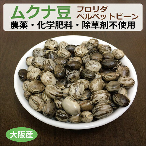 ■商品名：ムクナ豆 ■品種：フロリダベルベットビーン ■内容量：300g ※自然のものなので豆自体の重量は多少前後する場合があります。 ■商品説明： ムクナ豆は元々南方系の産物で、日本でも古くから栽培されています。 つる性の植物で、1つの花房から数本がぶら下がるようにさやが付き、豆は黒・白・黄褐色をしており、豊富に栄養が含まれています。 中でも、ムクナ豆に含まれる天然成分L-ドーパというアミノ酸の一種が現在知られている植物の中で、最も多く含まれることが分かり注目を集めています。 ムクナ豆には多くの種類がありますが、健康サポート農園では日本の古来種の「八升豆」と外来種の「フロリダベルベットビーン」の2種類を栽培しています。農薬・化学肥料・除草剤不使用です。鞘と豆の色は多少異なりますが、栄養成分や機能成分量に関しては両者に大きな違いはありません。 ※ムクナ豆は生や半生ではなく、必ず加熱してからお召し上がりください。 また、1日3回、1回に3粒程度が目安です。1日約9gで8日分の内容量となります。 ご自身の体調に合わせて適量をお決めください。妊婦の方はお控えください。 ムクナ豆の質問 ・乾燥のために加熱処理などを行っていますか？ 回答 当店のムクナ豆は自然乾燥させたもので加熱処理はしておりません。 さや付きムクナ豆は収穫後、自然乾燥させたもので、豆のみのムクナ豆は自然乾燥させたさや付きムクナ豆から豆をとり出したものとなります。どちらも自然乾燥させてそのまま保管しています。 【メール便（ヤマトメール便、ゆうパケット、定形外郵便）の注意点　※必ずお読みください】 ※送料は、最終の発送完了メールにてご確認をお願いします。※メール便は、ポスト投函のため代引・同梱不可、日時指定不可となります。また、ポストに入らない大きさの場合、配送業者持ち帰りとなります。※メール便の場合、万一、破損・紛失しても補償の対象外となります。また、厚み制限のため、緩衝材やプチプチを使用しない場合もありますので、その点をご了承いただいた上でご利用ください。※商品タイトルに記載以上の数量の購入や、他の商品も一緒に購入される際には、 宅配便に変更（宅配便の送料に変更）、または、別途追加料金が発生する場合がございます。※ 「ゆうパケット送料無料」と書かれた商品と宅配便の商品を同時にご注文された場合には、ゆうパケットで送れないため、宅配便でまとめてお送りします。 その際、表記上は「送料無料」と表示されますが、のちほど送料加算のご連絡をさせていただきます。 ※「ヤマトメール便」、「ゆうパケット」は追跡番号がありますが、定形外郵便は追跡番号がありません。※メール便には「ヤマトメール便」、「ゆうパケット」、「定形外郵便」がありますが、選択はできず、タイトル記載にあるメール便のみとなります。メール便の詳細はこちら（「メール便（ヤマトメール、ゆうパケット、定形外郵便）について」をご確認下さい）やる気がなくなった人、体力の衰えを感じる人、集中できなくなった人に！ 体内でドーパミンに変化する L-ドーパが豊富な「ムクナ豆」