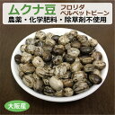 大阪産 生ムクナ豆 300g 無農薬 無化学肥料 無除草剤 フロリダベルベットビーン ※ゆうパケット送料無料 【健康サポート農園】 自社農園 ムクナ Mucun...