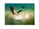 天使 妖精 絵画 ザ ギフト （コウノトリが運んできた贈り物）フォトグラフ フェアリー エンジェル アート インテリア ヴィクトリア Charlotte Bird シャーロットバード イギリス 英国