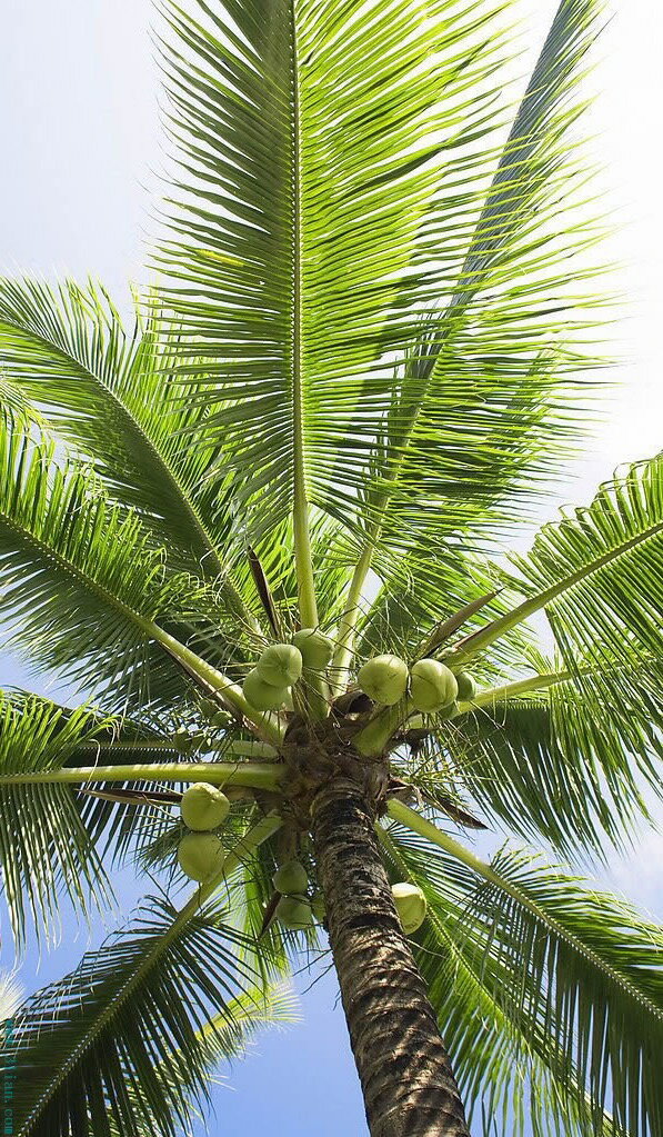 無農薬無化学肥料　ココナッツシュガー　250g　ココナッツ花蜜　GI値35！有機椰子糖、ダイエット甘味料、インドネシア産 スローカロリー甘味料　ミネラル、ビタミンB群、アミノ酸豊富