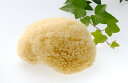 グリーンノート 天然海綿 ボディスポンジ【1個Lサイズ】ハニカム種 スポンジ 海綿 天然 柔らか 肌荒れ 乾燥肌 アトピー 肌トラブル 母の日 父の日 出産祝い...