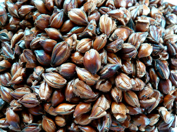 有機 国内産 昔ながらの炒り方で仕上げた 麦茶(無漂白ティーパック)/10g×26包【ム...