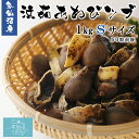 気仙沼産 浜茹あわびツブ Sサイズ 送料無料 (1kg 60粒...