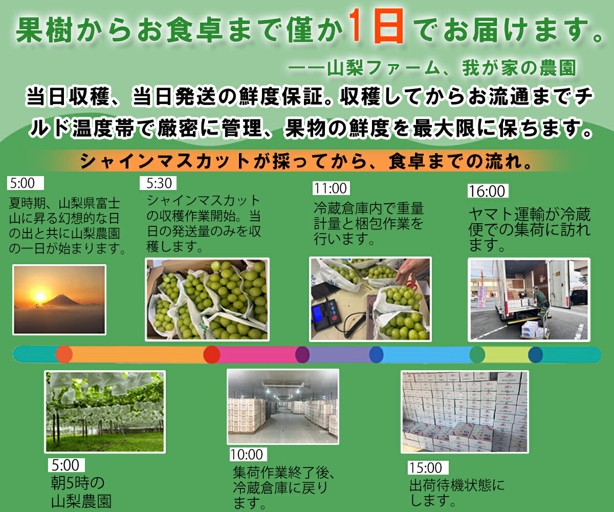 【2026年分予約販売開始】 シャインマスカッ...の紹介画像2