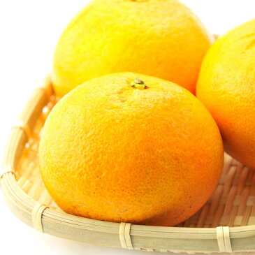 八朔 完熟 紅 はっさく 5kg フルーツ 送料無料