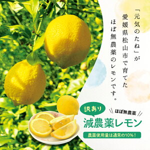 国産 レモン ほぼ 無農薬 2kg れもん 愛媛県産 減農薬 栽培 自家栽培 訳あり 送料無料