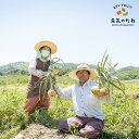 淡路島 玉ねぎ 新玉ねぎ 10kg 送料無料 / オニオンスープ 無農薬野菜 減農薬 無農薬 有機 野菜 サラダボウル サラダ玉ねぎ