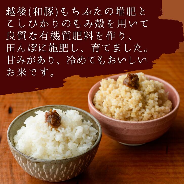 【新米】【送料無料】【新潟県産コシヒカリ新米初出荷】【9月21日20:00から26日0:59までクーポン利用で2,950円】新潟県コシヒカリ新米5kg初出荷こしひかり越後の里甘い送料無料生産者直送受注精米