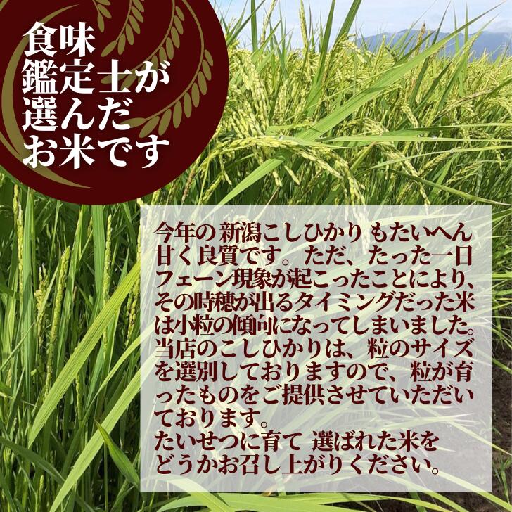 【新潟県産コシヒカリ新米初出荷】新潟県コシヒカリ新米5kg初出荷こしひかり越後の里甘い
