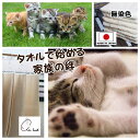 まとめ買いが お得 大切な家族 ネコちゃんを守る 無染色 タオル 旅行 トラベル ペット 浅野撚糸 エアーかおる バスタオル ボディ−タオル 魔法の撚糸 スーパ...