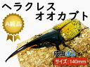 楽天秋田物産KHSHOPヘラクレスオオカブト 成虫 ♂（オス） A級品 140mmUP ラニヘラクレス ヘラクレカブトムシ 昆虫 生き物 ヘラクレス ペット ヘラヘラ プレゼントに 夏休み 自由研究 送料無料 ラニヘラクレスオオカブト 鑑賞用 Lani Hercules