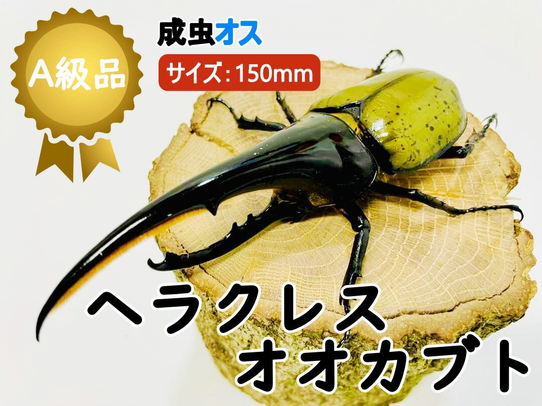 ヘラクレスオオカブト 成虫 ♂( オス) A級品 150mmUP ラニヘラクレス ヘラクレカブトムシ 昆虫 生き物 ヘラクレス ペット ヘラヘラ プレゼントに 夏休み 自由研究 送料無料 ラニヘラクレスオオカブト 鑑賞用 Lani Hercules 飼育　育て方